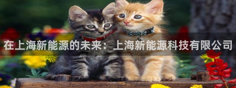 sunbet源码