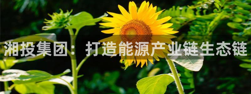 进入sunbet官网手机版登陆